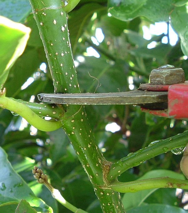 Pruning Magnolias
