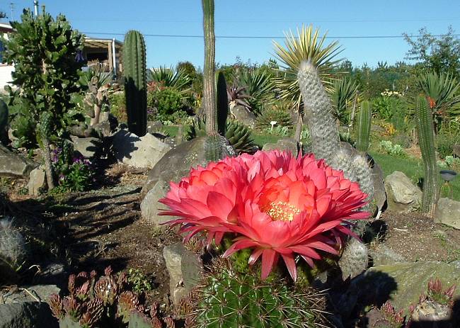 cactusflower