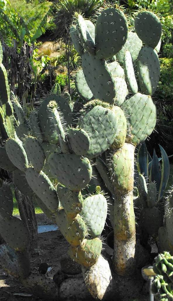 opuntia