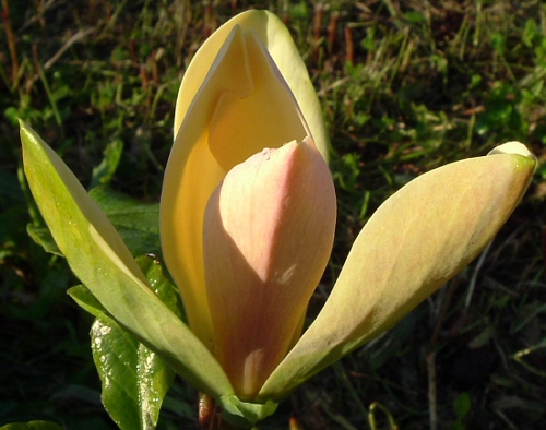 Amber3 (500x394)
