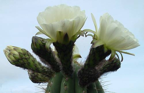 Argent_saguaro2