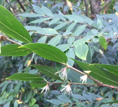 Chimo_salicifolia