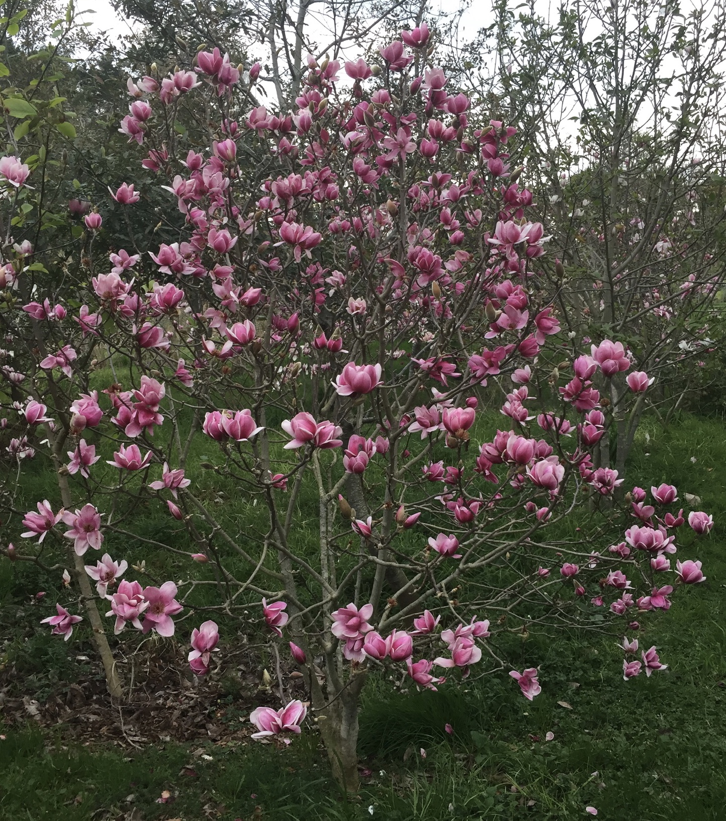 S_M_tree